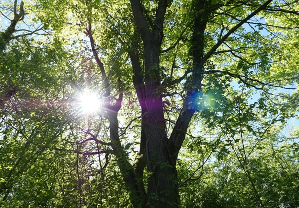 Imstenraderbos