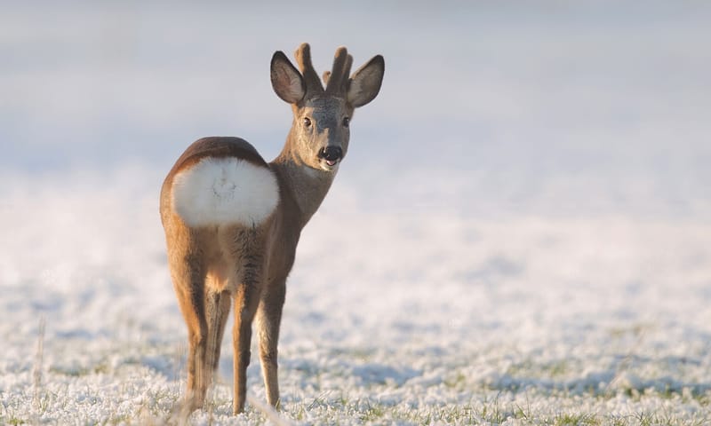foto van ree in december op veluwezoom