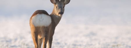 foto van ree in december op veluwezoom