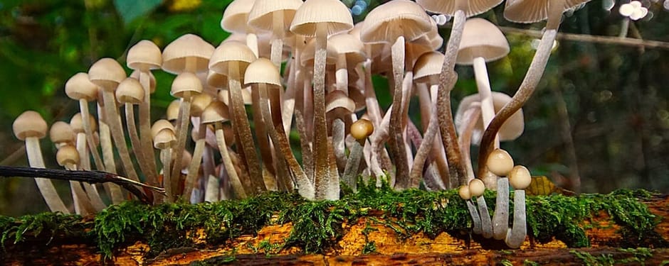 Paddenstoelen