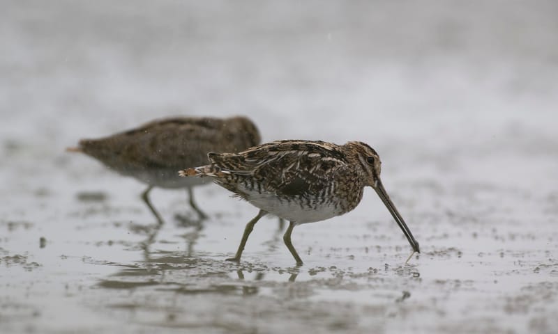 Watersnip Watersnip