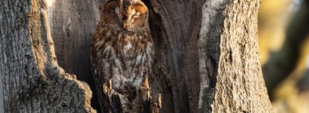 uilie de uil uil in een boom