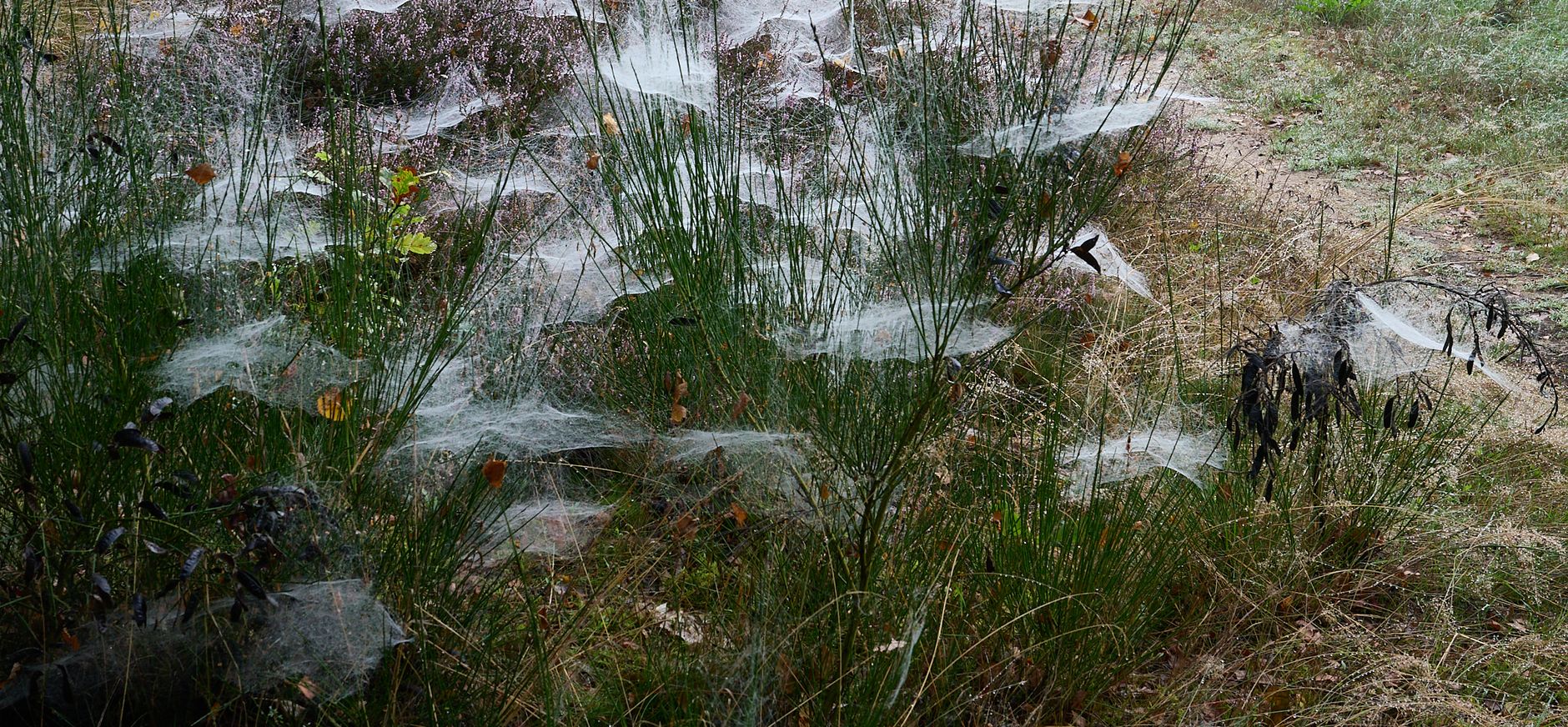 Spinnenwebben herfst Spinnenwebben herfst