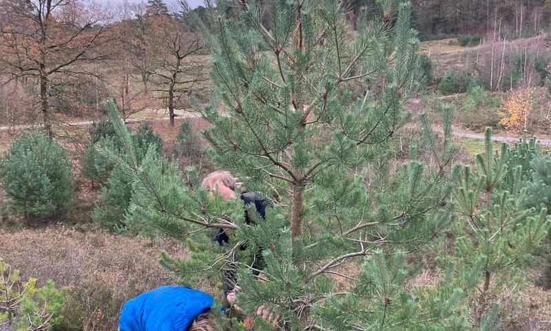 Jongen zaagt aan een den op de Brunssummerheide