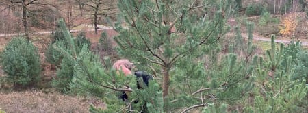Den zagen op de Brunssummerheide Jongen zaagt aan een den op de Brunssummerheide