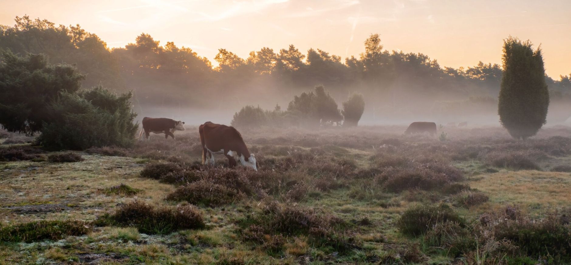 Herefords Buurserzand Herefords Buurserzand