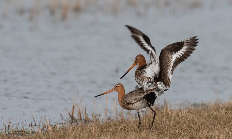 Grutto's zijn grotendeels monogaam. Grutto's