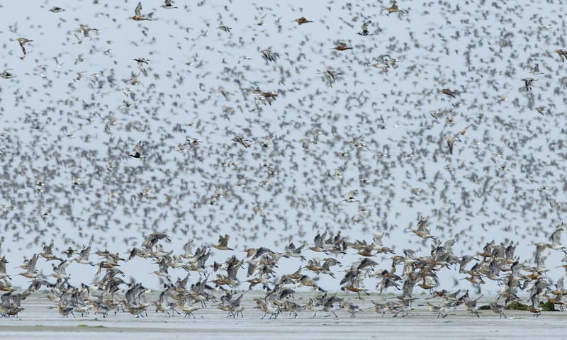 Trekvogels, met onder meer kanoeten en rosse grutto's. Trekvogels