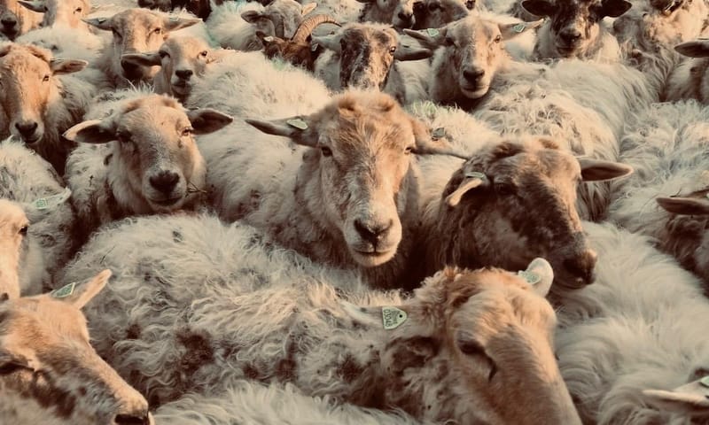 kudde Mergellandschapen
