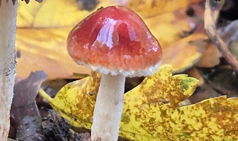 Rode zwavelzwam, 2 glanzende paddenstoelen Rode zwavelzwam, 2 glanzende paddenstoelen