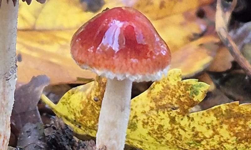 Rode zwavelzwam, 2 glanzende paddenstoelen