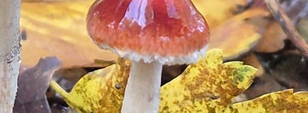 Rode zwavelzwam, 2 glanzende paddenstoelen