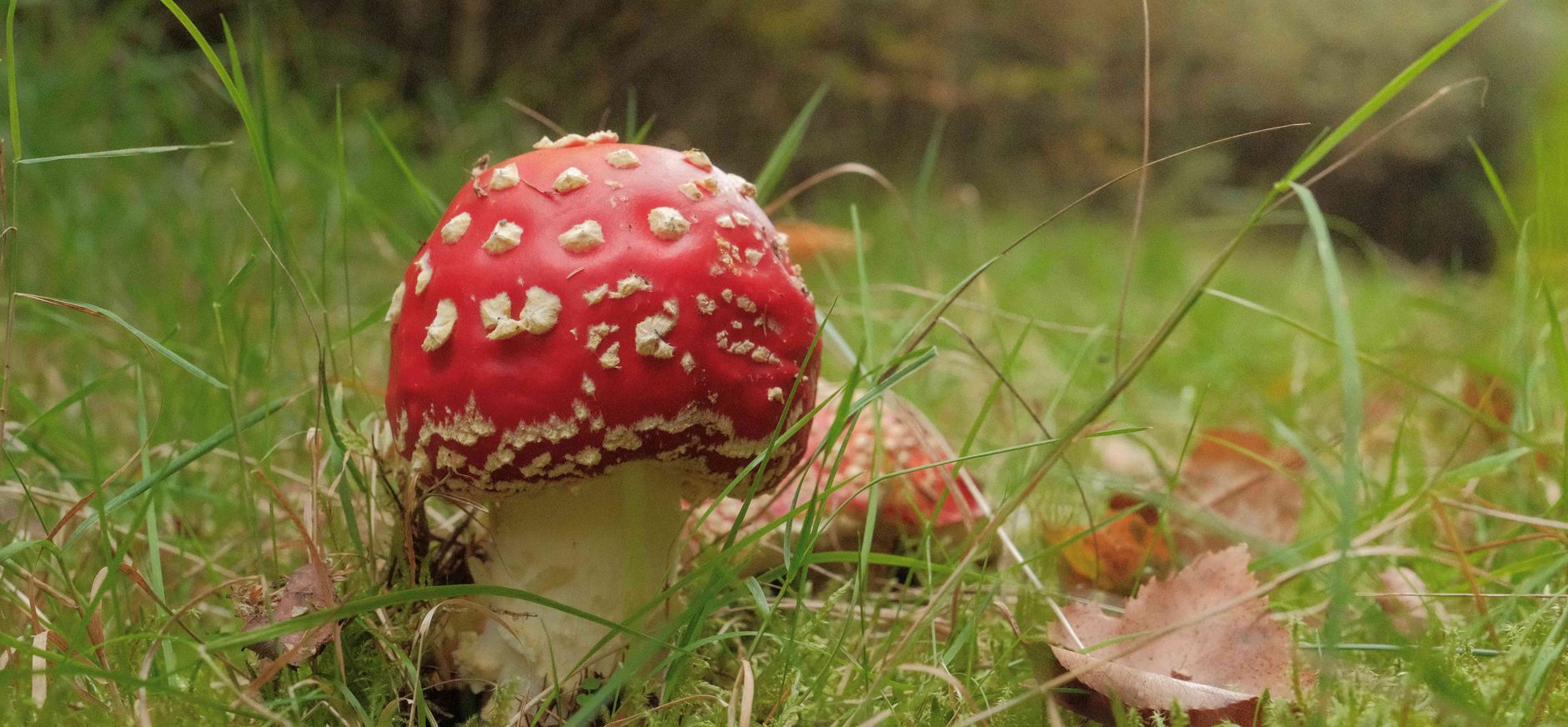 Paddenstoel vliegenzwam Paddenstoel vliegenzwam