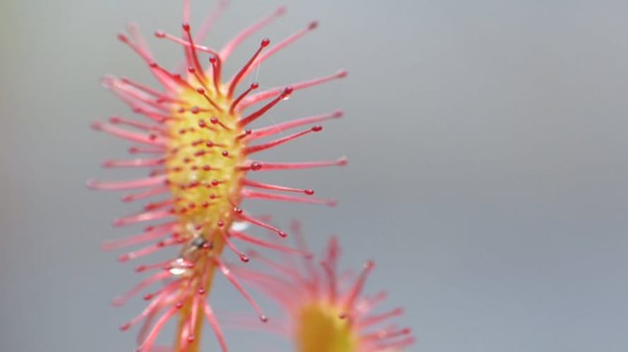 Panoramapad, vlak bij Bergeijk