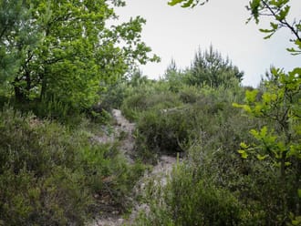 Trailrun Brunssummerheide