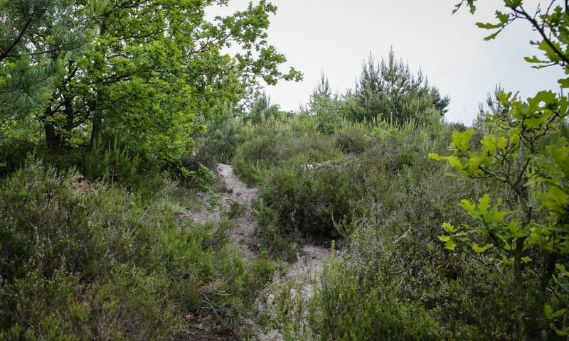 Trailrun Brunssummerheide