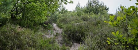 Trailrun Brunssummerheide