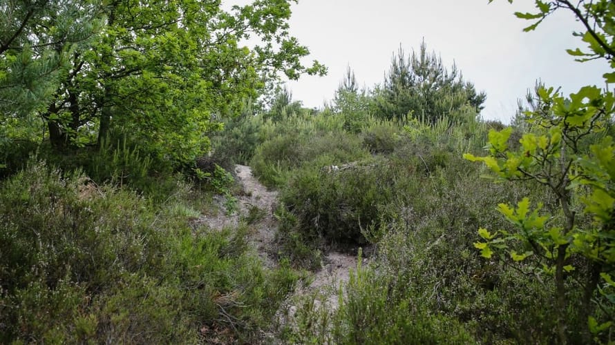 Trailrun Brunssummerheide