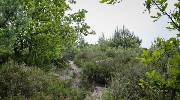 Trailrun Brunssummerheide
