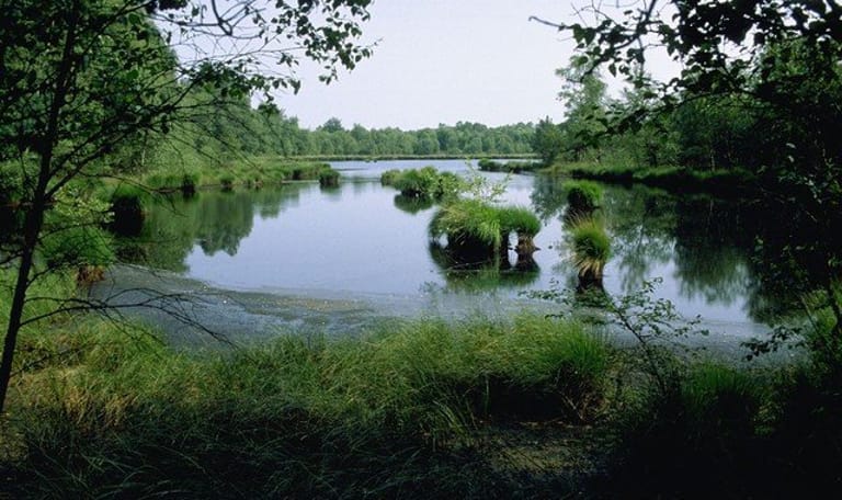 Wandelroute het Witte Veen