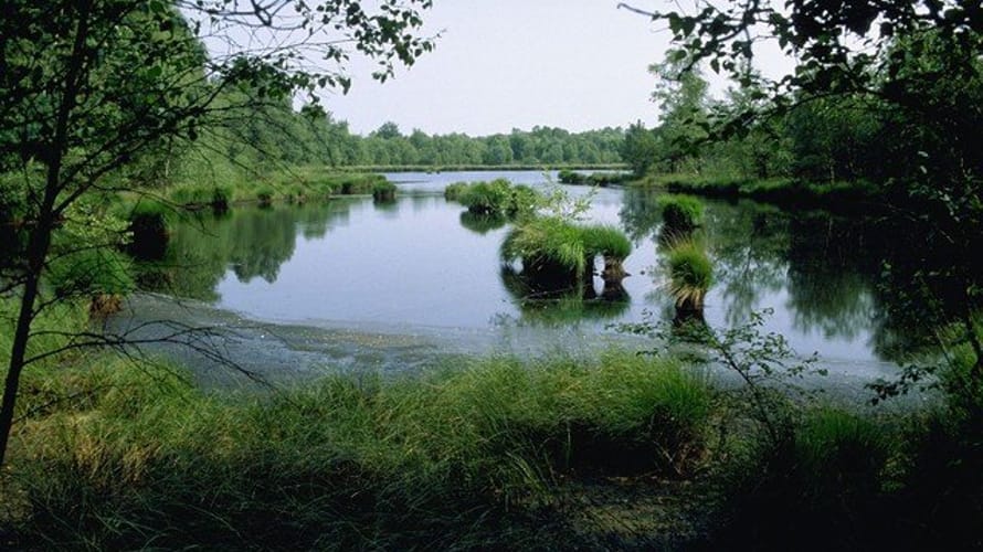 Wandelroute het Witte Veen