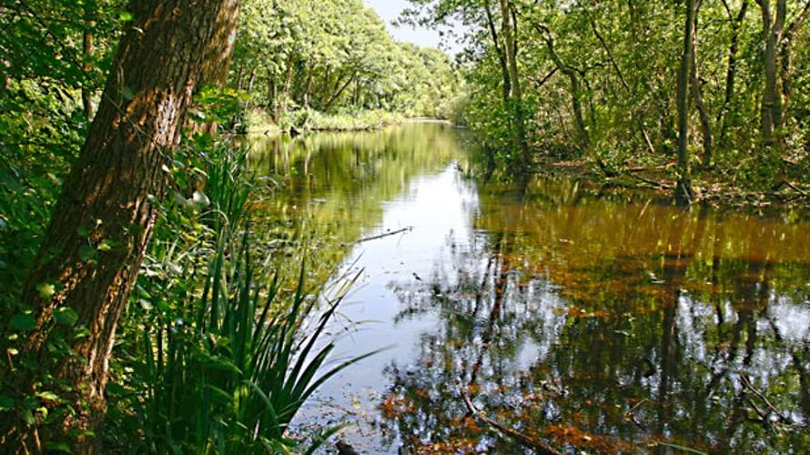 Wandelroute De Quackroute in Voornes Duin, bij Hellevoetsluis