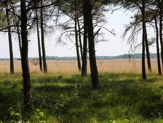 Trailrun Dwingelderveld (Drenthe)