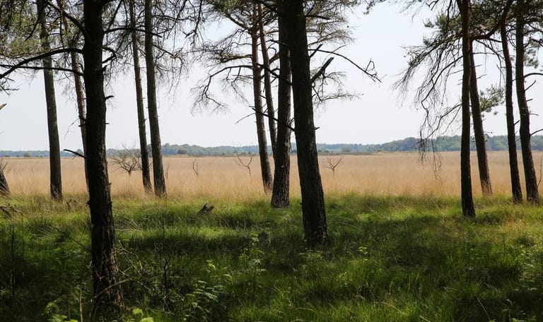 Trailrun Dwingelderveld (Drenthe)