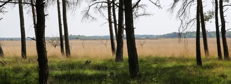 Trailrun Dwingelderveld (Drenthe)