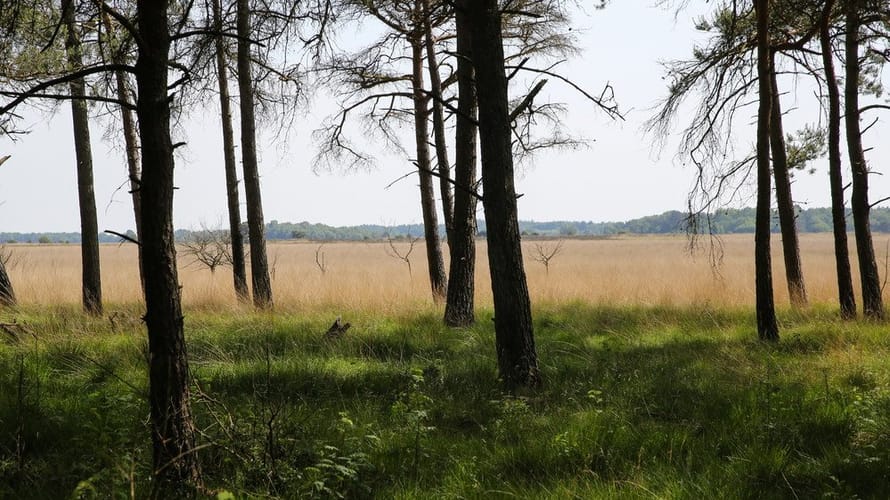 Trailrun Dwingelderveld (Drenthe)