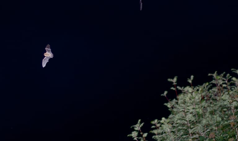 Europese nacht van de vleermuis - Huis ter Heide