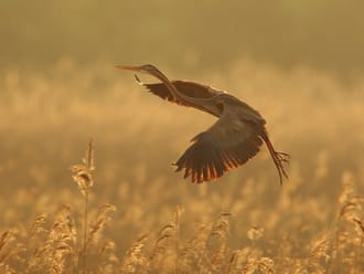 Wandelroute Ankeveense Plassen