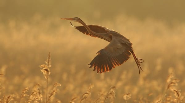 Wandelroute Ankeveense Plassen