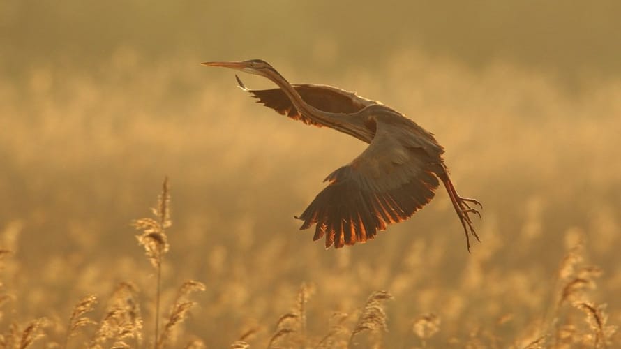 Wandelroute Ankeveense Plassen