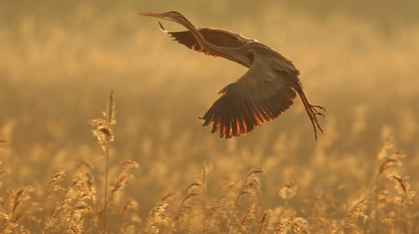 Wandelroute Ankeveense Plassen