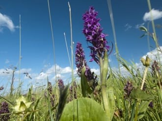 Wandelroute door de Vlietlanden, bij Vlaardingen en Maasland