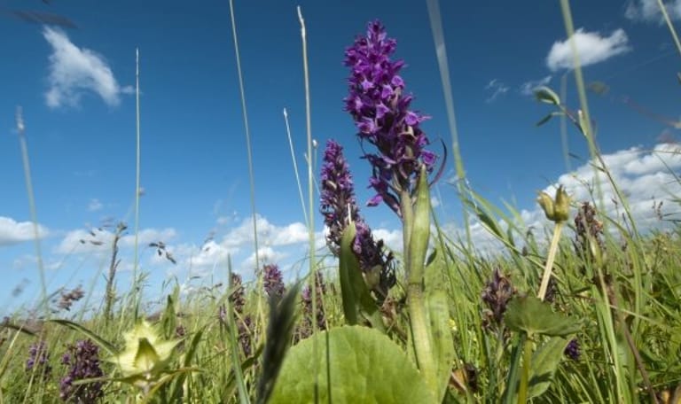 Wandelroute door de Vlietlanden, bij Vlaardingen en Maasland