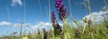 Wandelroute door de Vlietlanden, bij Vlaardingen en Maasland