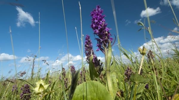 Wandelroute door de Vlietlanden, bij Vlaardingen en Maasland