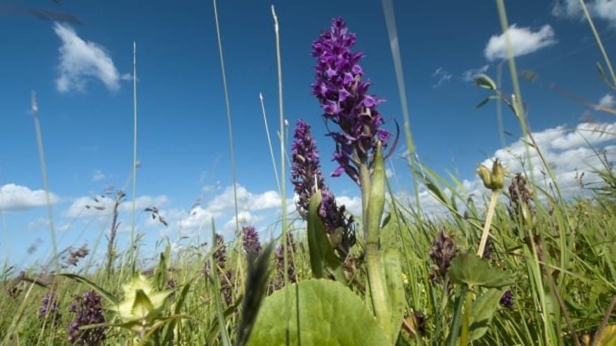 Wandelroute door de Vlietlanden, bij Vlaardingen en Maasland