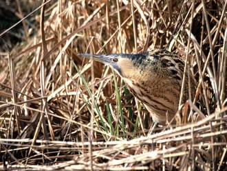 Wandelroute Belversven, bij Oisterwijk