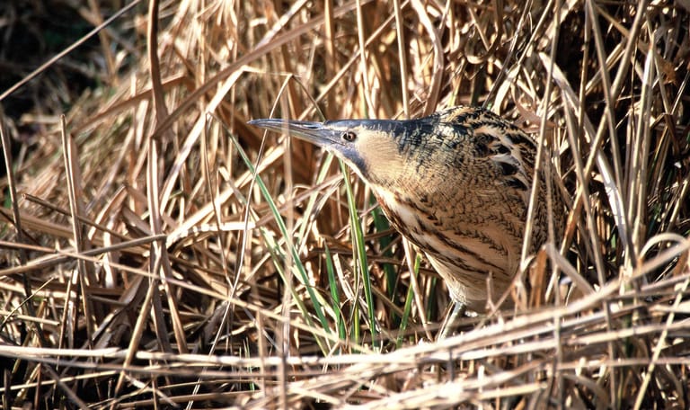 Wandelroute Belversven, bij Oisterwijk