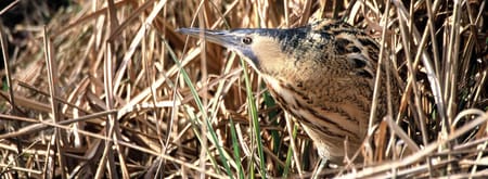 Wandelroute Belversven, bij Oisterwijk