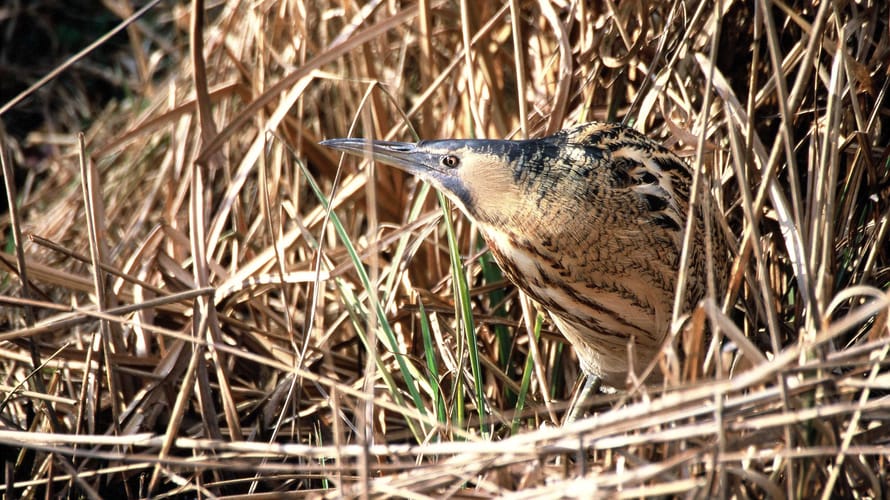 Wandelroute Belversven, bij Oisterwijk