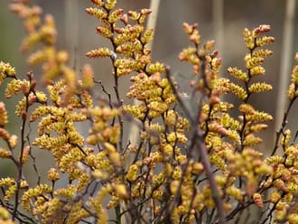 Wandelroute Kolkven in de Oisterwijkse bossen