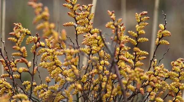 Wandelroute Kolkven in de Oisterwijkse bossen