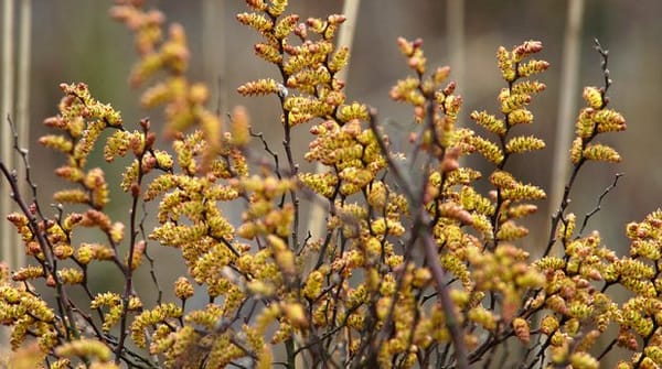 Wandelroute Kolkven in de Oisterwijkse bossen