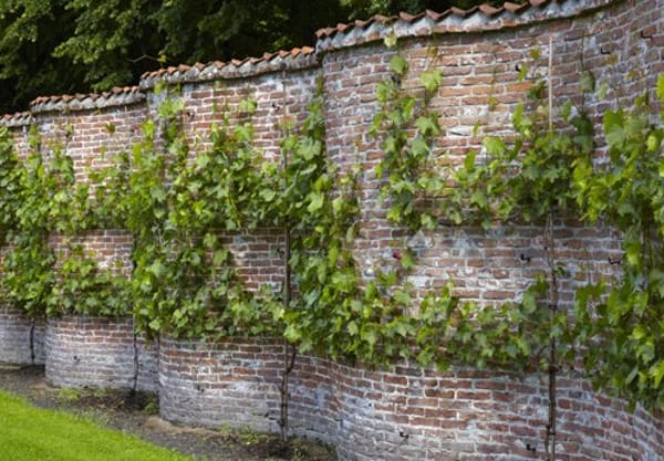 Slangenmuur