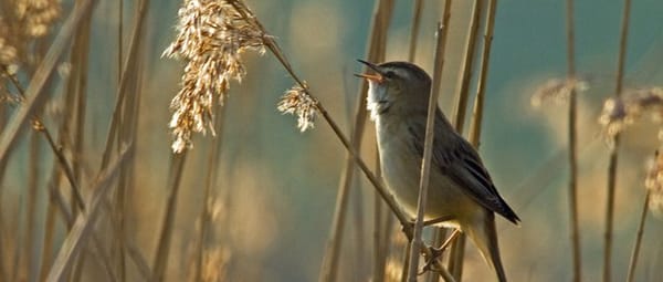 Bankje met uitzicht op de plas