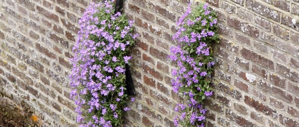 Muurbloempjes Muurbloempjes